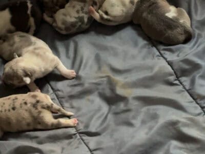 american bully merle call for pricing