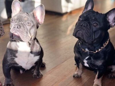 Frenchies