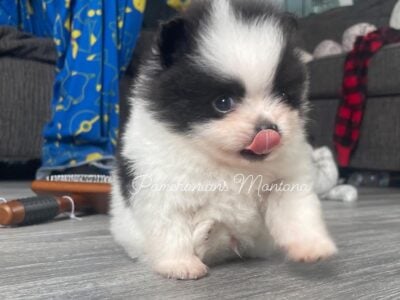 Tiny AKC Pomeranian puppy male