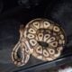 Local ball python breeder