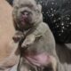 Registered Isabella fluffy French bulldog puppies