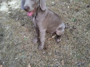 Weimaraner pup