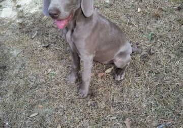 Weimaraner pup