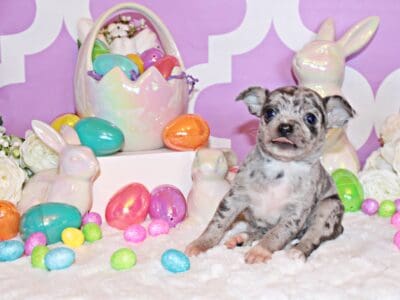 Hensley – Cute Little Blue Merle Swe  ...
