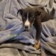 Hangin’ Tree x Catahoula/Aussie