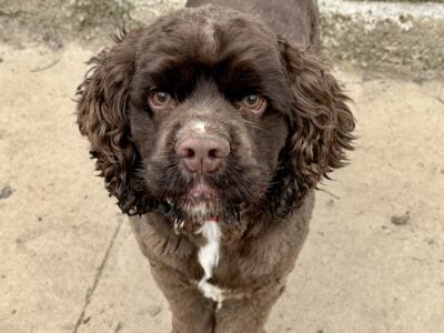 Chocolate cocker Spaniel male