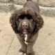 Chocolate cocker Spaniel male