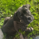 Beautiful Cane Corso Puppy(boy)