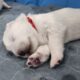 Samoyed Puppies