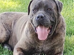Presa Canario/Cane Corso pups