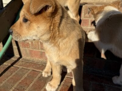 Puppies