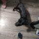 Puppies for sale