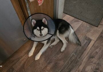 2yr old Pomsky -Moony- up for adoption