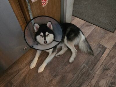 2yr old Pomsky -Moony- up for adoption
