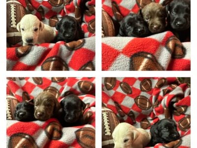 🐾Lab pups 🐾