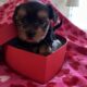 Yorkshire terrier