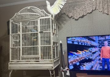 Ducorp Cockatoo