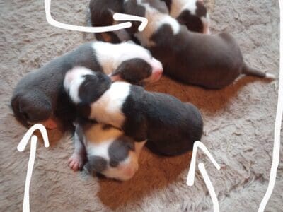 Puppies – Ready to go by late March
