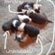 Puppies – Ready to go by late March