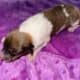 AKC Rough collies ready for homes April 10th 2025