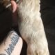Fluffy platinum cream blue merle French bulldog pu