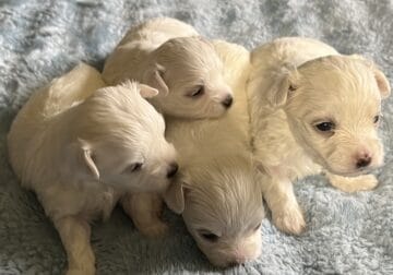 Maltese A.K.C. Puppies For Sale