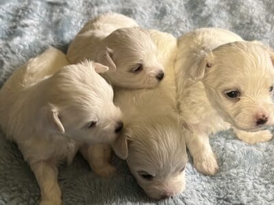 Maltese A.K.C. Puppies For Sale
