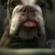 Rare AKC Lilac Micro Bulldog – Available for Adopt