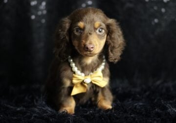 Tootsie Roll ACA Mini Dachshund