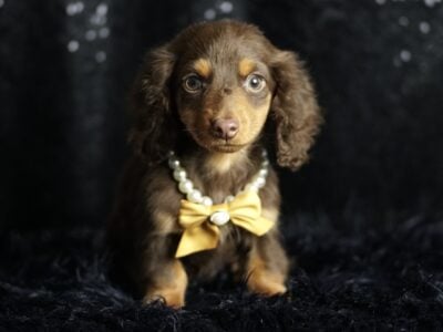 Tootsie Roll ACA Mini Dachshund