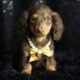 Tootsie Roll ACA Mini Dachshund