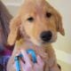 AKC Golden Retriever Puppies