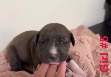 XL American bully
