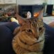 Short hair fixed male tabby