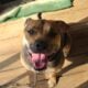 Athena – German Shepherd Pittie