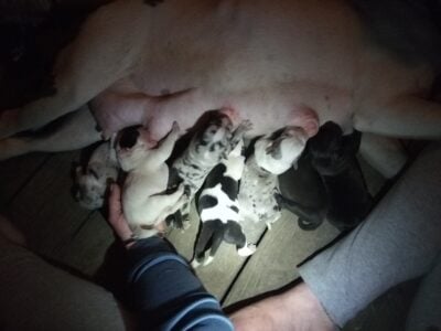 American Pitbull Blue Merle/Lilac Merle…