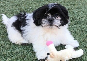 Zorro, male, Malshi/Peke