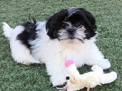 Zorro, male, Malshi/Peke