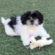 Zorro, male, Malshi/Peke