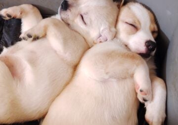 Chihuahua corgi mixed for sale 75.00