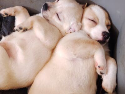 Chihuahua corgi mixed for sale 75.00