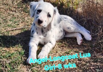 RESERVEDAngel-Lua Longcoat Girl Dalmatian