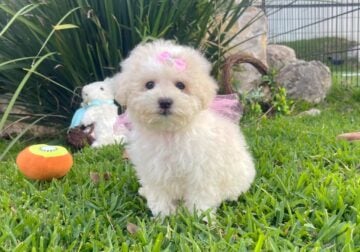 Adorable Maltipoos