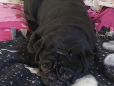 Small toy size male pug