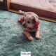 Blue Heeler/Red heeler puppies!