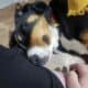 Service dog in training, willow,puppy