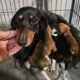 AKC registered Miniature Dachshund puppies