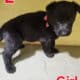 German shepard puppies