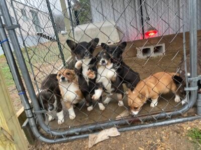 Corgi Puppies