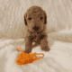 Miniature Poodles Red and Apricot